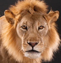 lionhalf